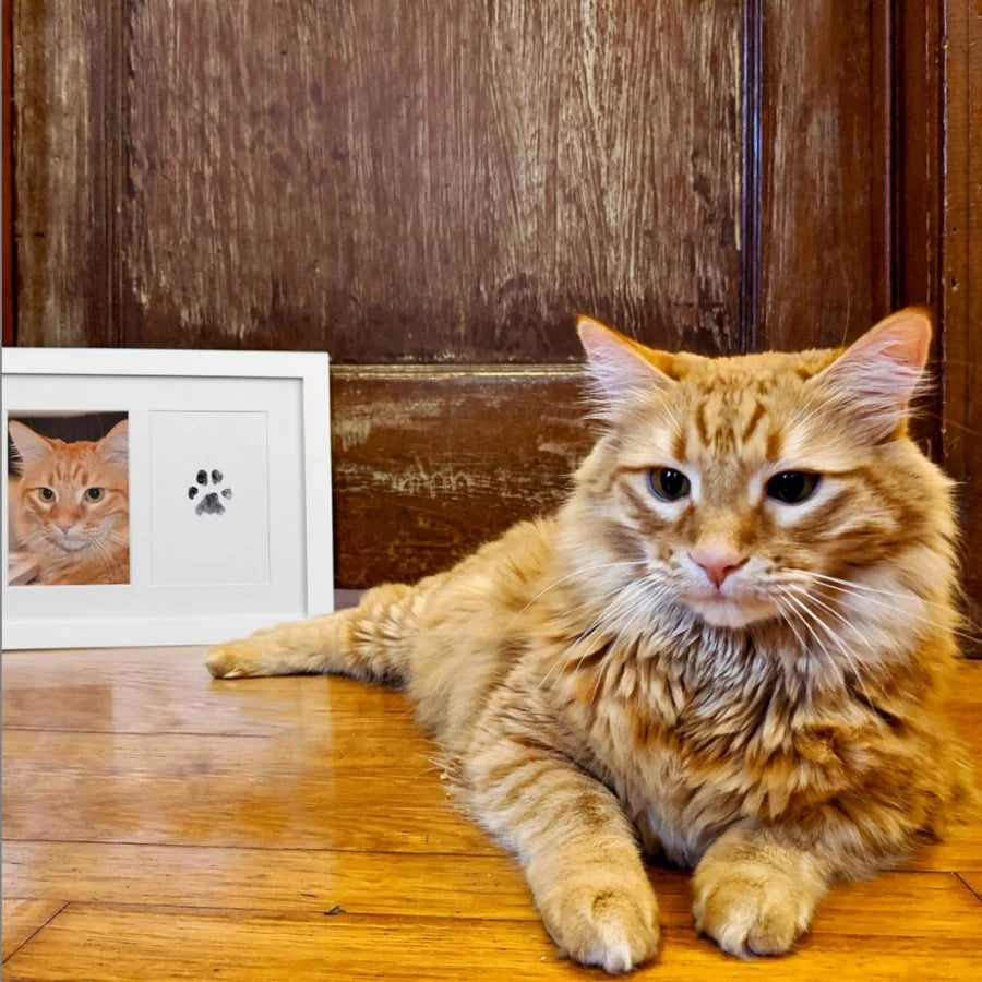 Carimbo de Patas para Pets
