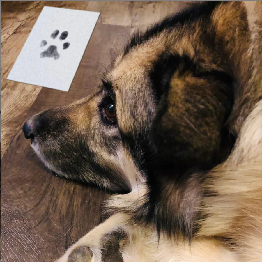 Carimbo de Patas para Pets